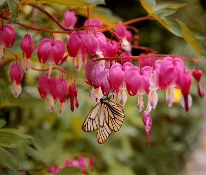 荷包牡丹 | 独特外形与丰富花语的观赏植物-56