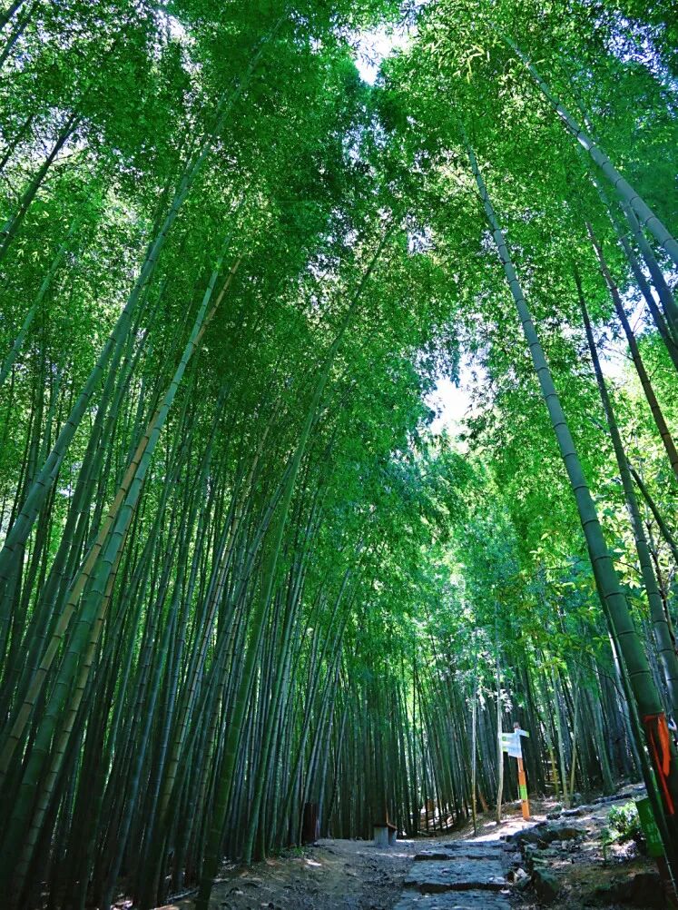 周末带娃撒欢，去旺山郊野公园觅野趣！-31