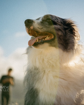 狗狗海滩场景拍摄丨中国三亚