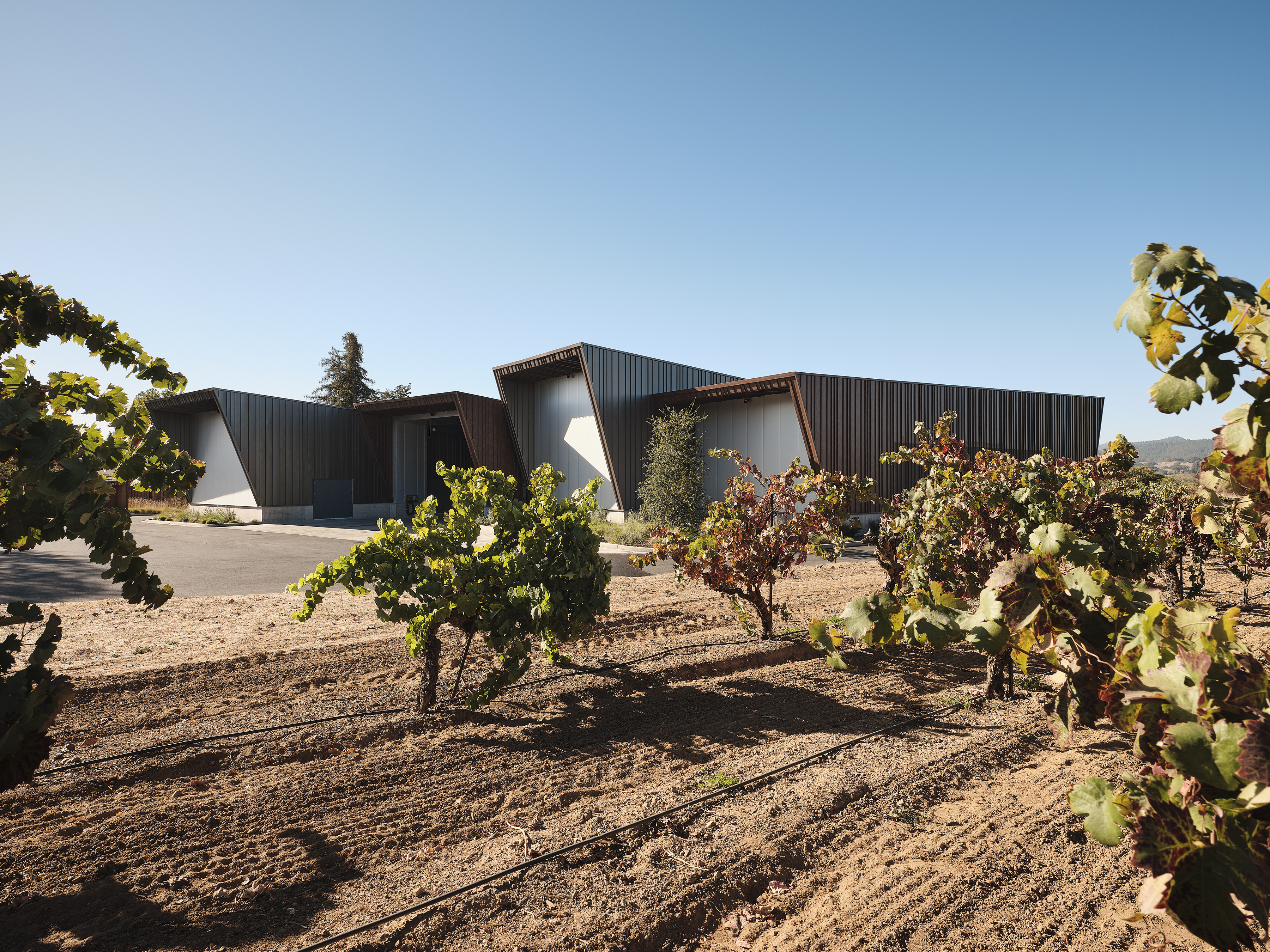 Aperture Cellars 酒庄丨Signum Architecture-10