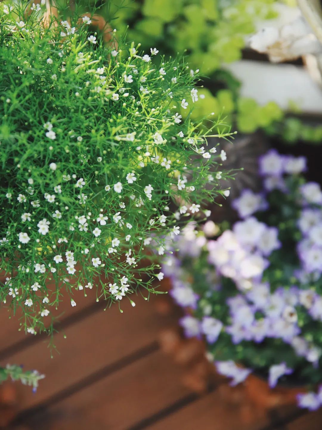 5㎡小阳台，打造治愈系小花园-41