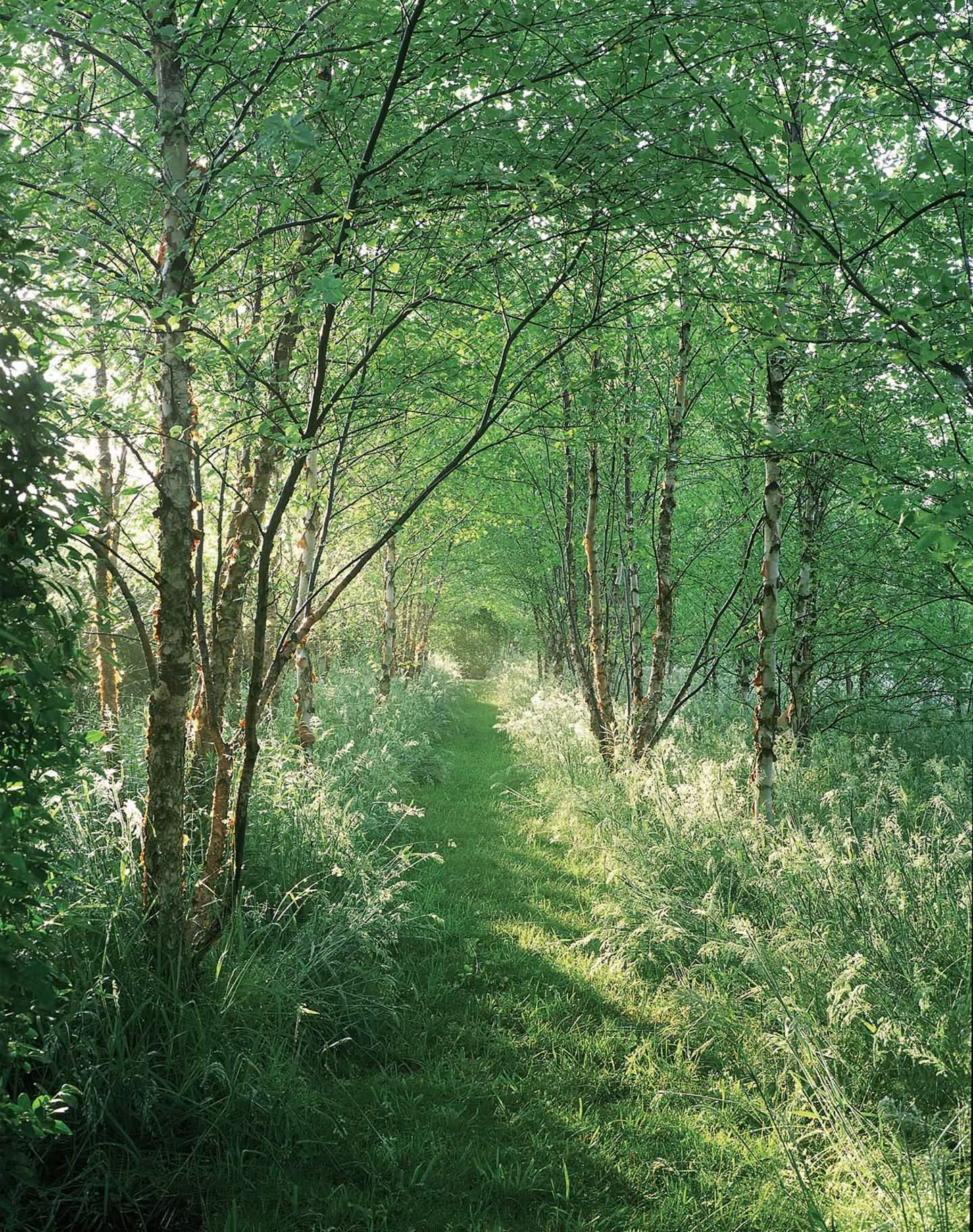 Hither Lane 景观与建筑-12