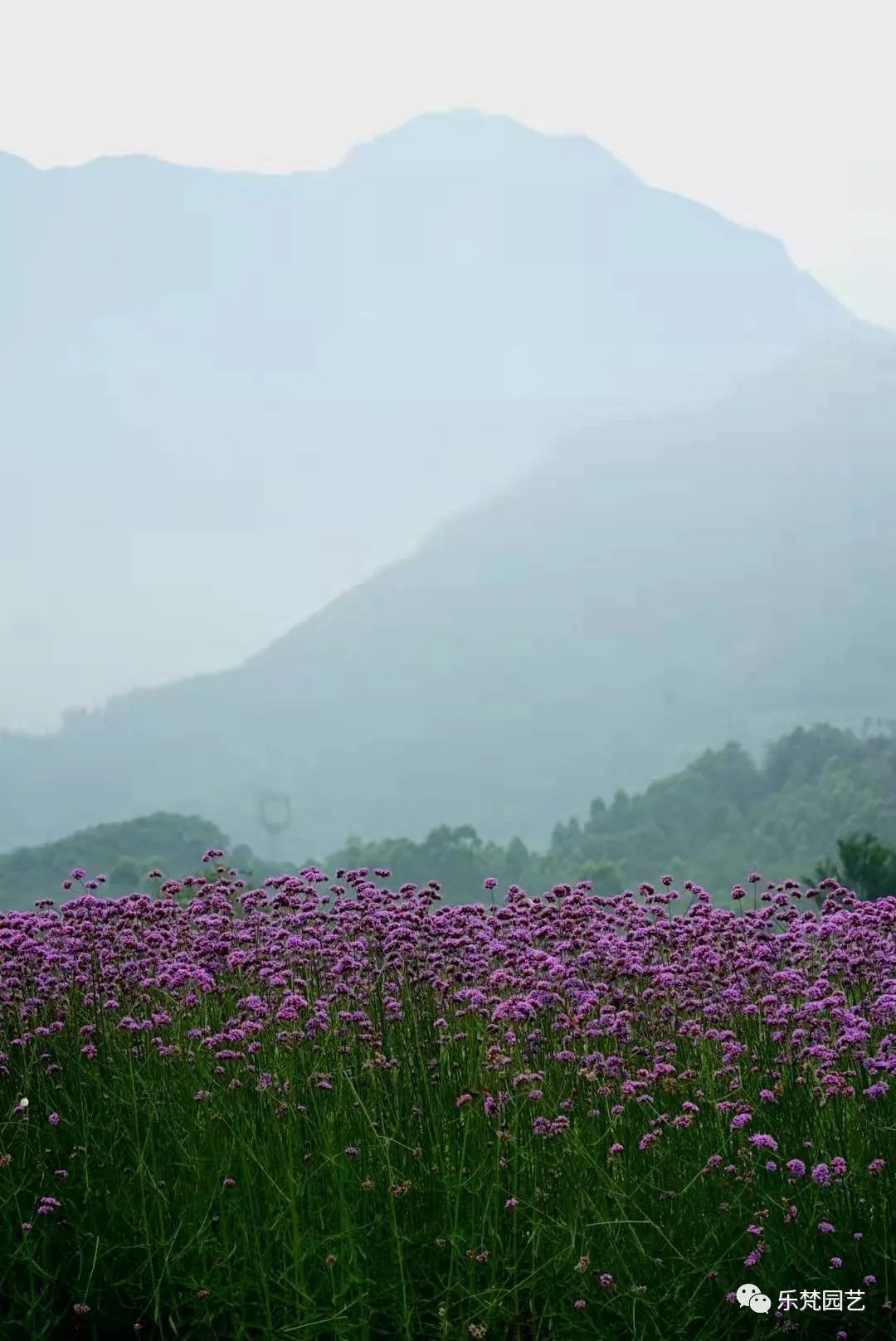 峨眉山恒邦高桥里花境营造丨中国眉山丨成都乐梵缔境园艺有限公司-118