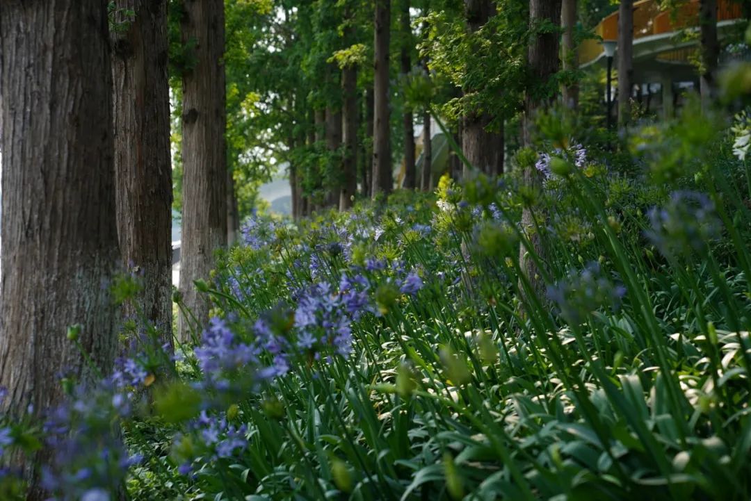 寻趣园·昆山活力街角等景观提升设计丨中国江苏丨上海亦境建筑景观有限公司,上海交通大学设计学院风景园林研究所-68