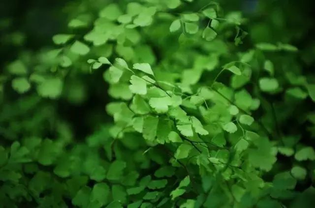 案上花草，闲时观 | 品味室内设计中的自然美学-40