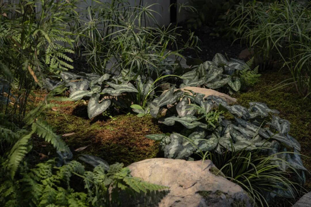 JLC金陵中環|从水墨画境走入自然草木-54