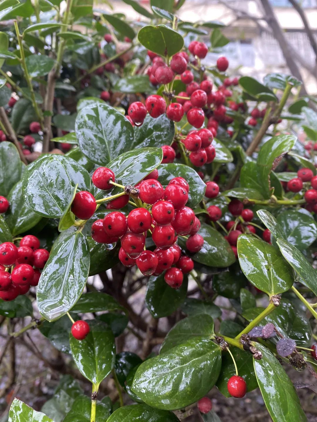 颜值爆表！长宁区有一处街心花园建成开放-22