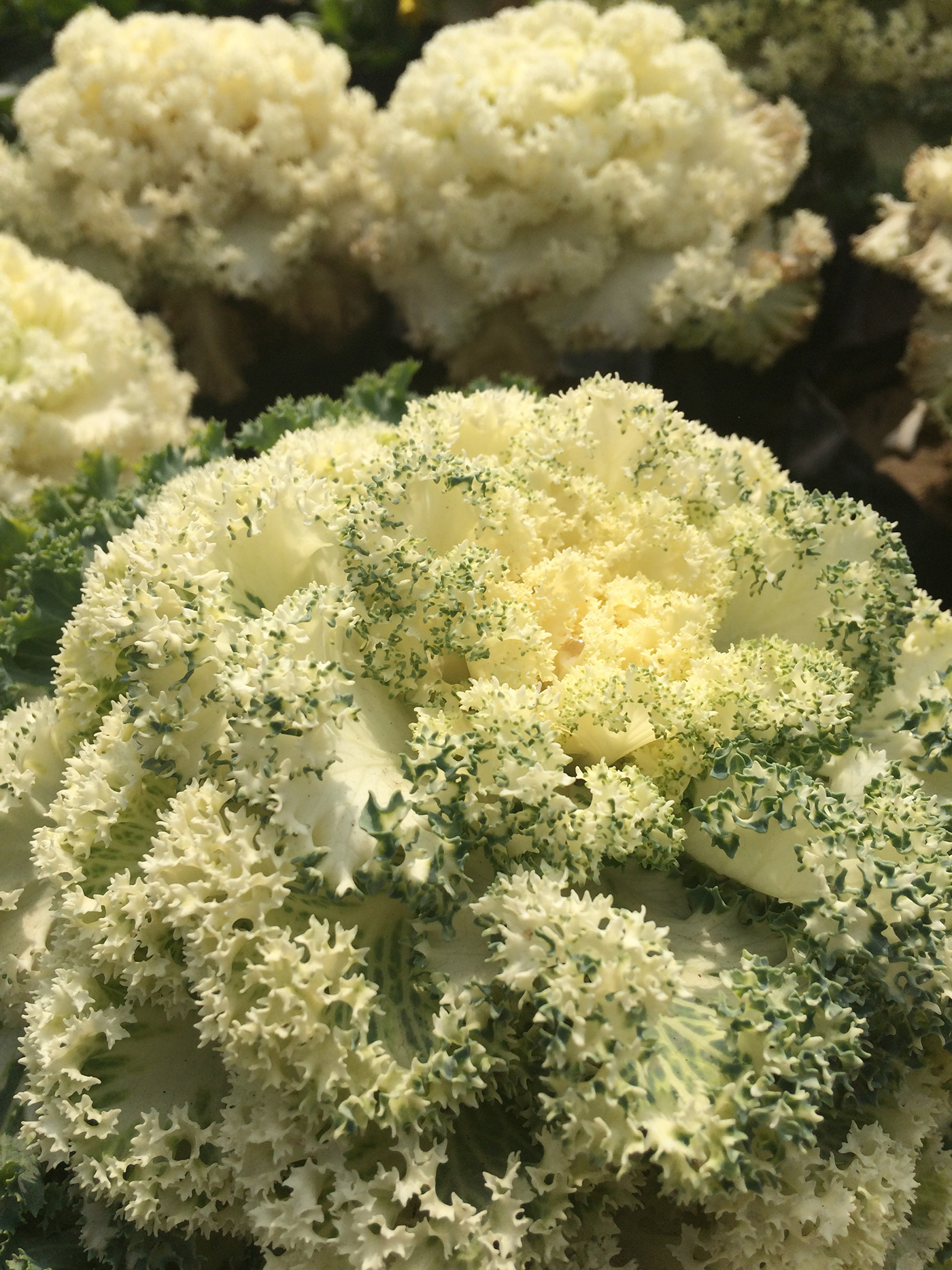 自然韵律 · 探索图案之美-2