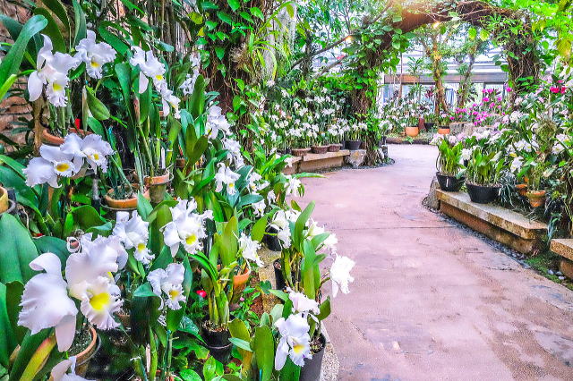 热带梦幻中心（海洋博公园内）丨日本冲绳-28