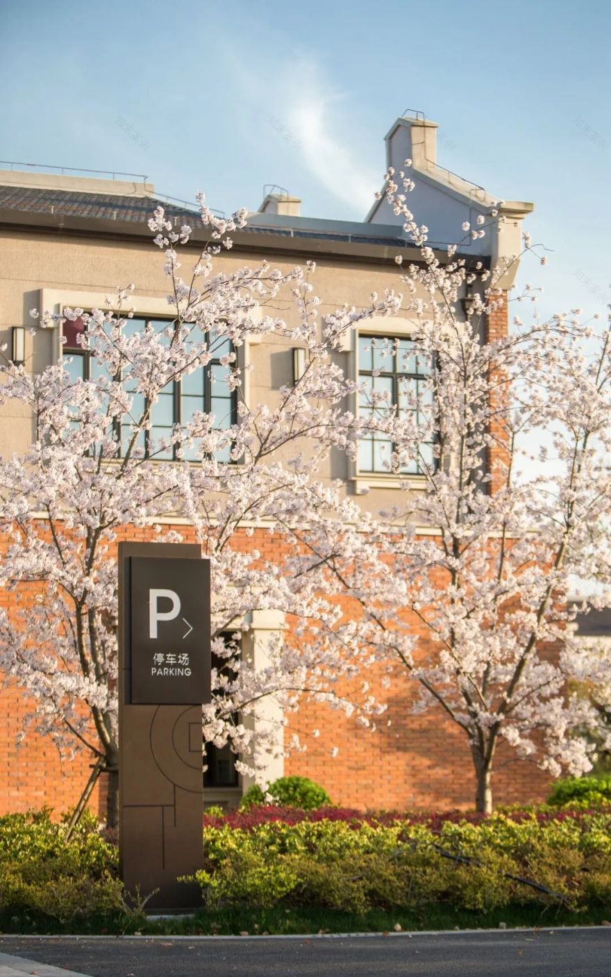 魔都五大赏樱胜地丨中国上海-71