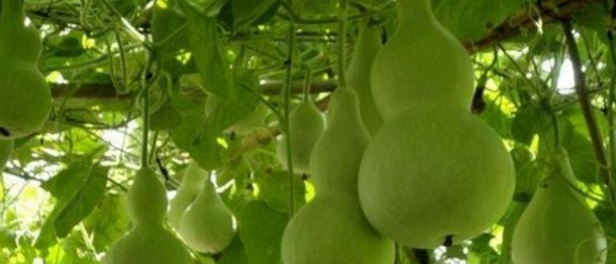 鹤峰县哈葫芦度假村山房改造丨中国恩施-3