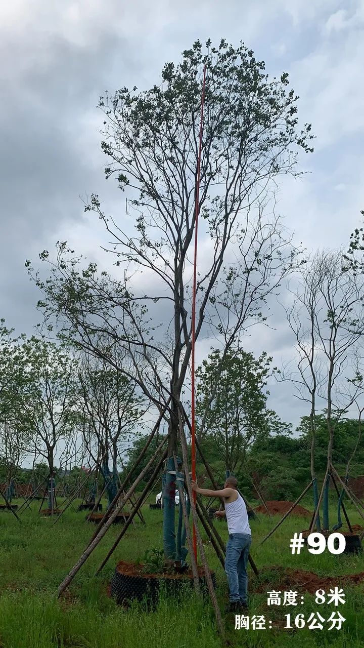 湖南衡阳 148 棵精品乌桕景观设计丨中国衡阳丨看见景观-106