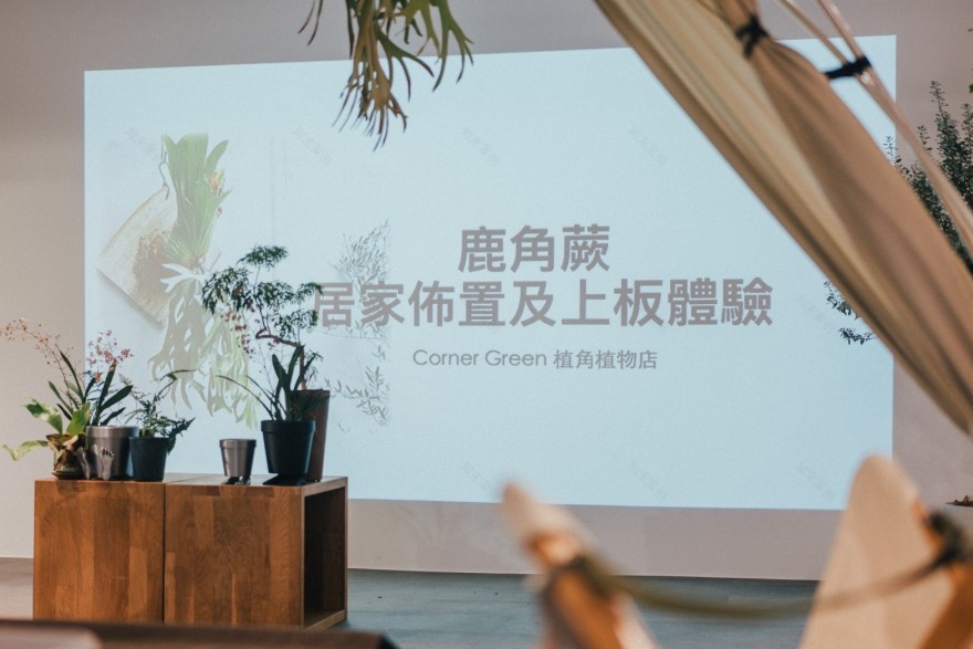 CornerGreen植角|植栽教學・森學【鹿角蕨居家佈置及上板課程】體驗工作坊-6