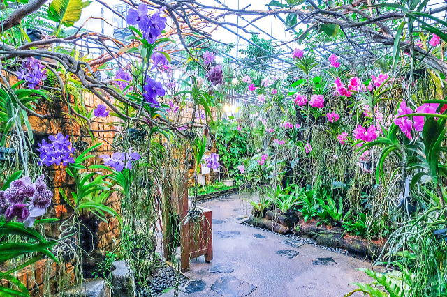 热带梦幻中心（海洋博公园内）丨日本冲绳-25