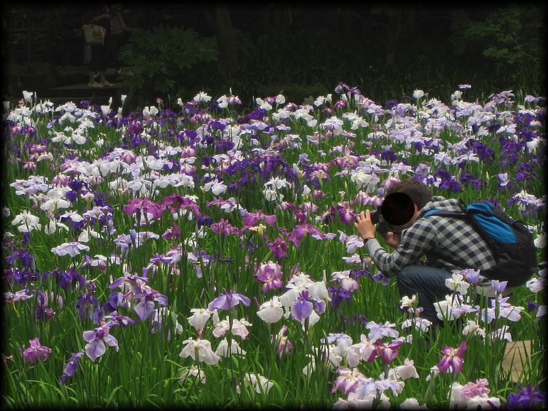 明月院丨日本神奈川-29
