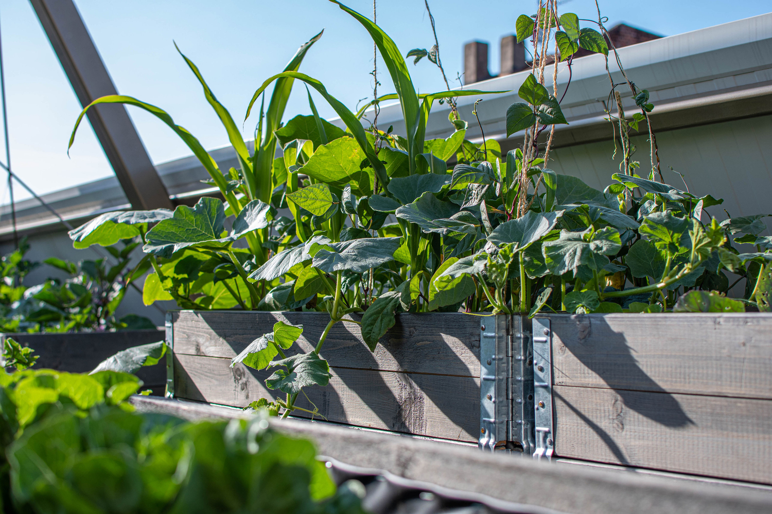 德国 Nürnberg 城市植物房丨büro für bauform-35