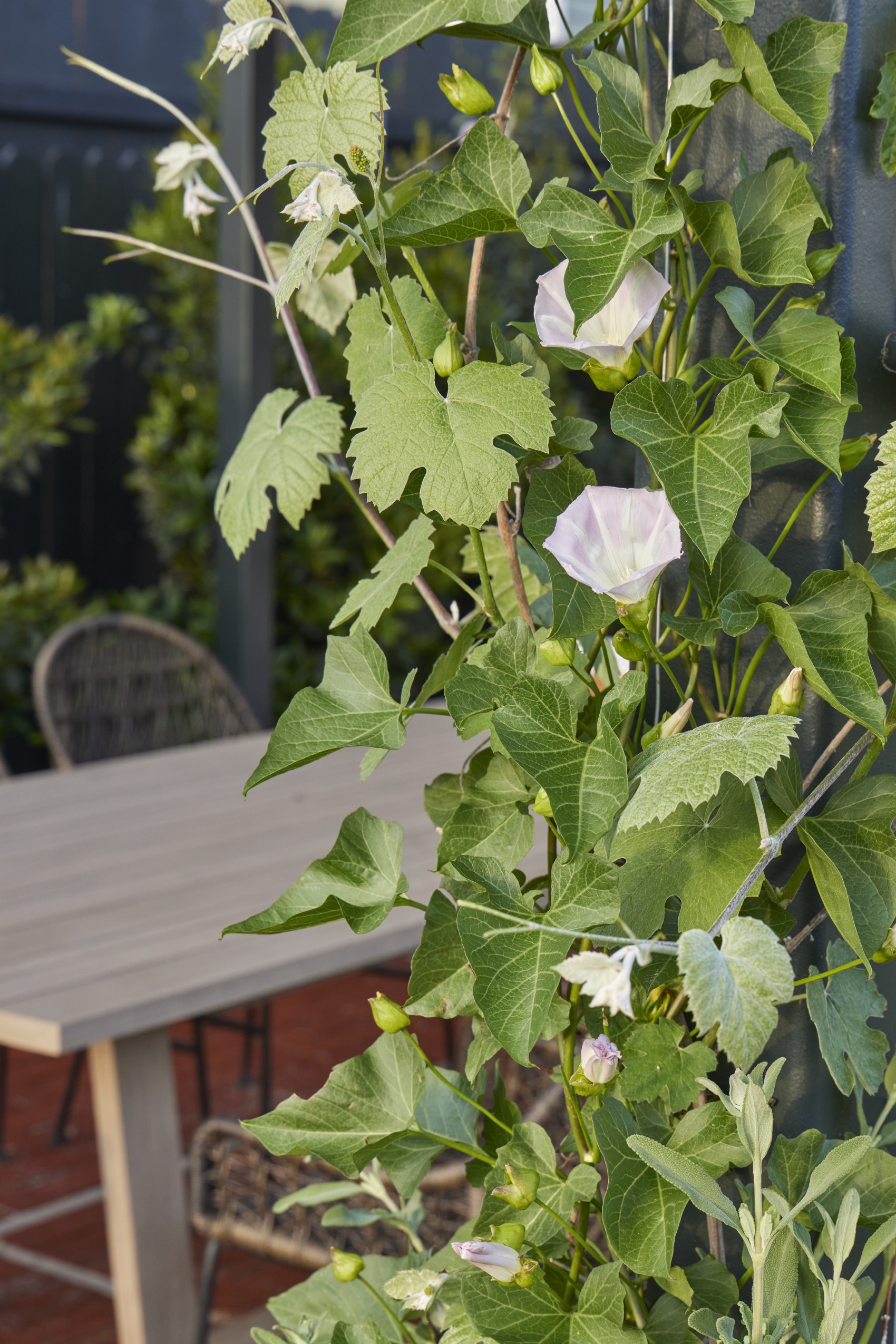 用时间酝酿，为孩子们创造的野趣花园丨美国丨TERREMOTO-32