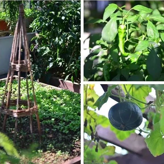 她在楼顶悄悄建了一座梦想花园，美翻了！这才是把日子过成诗的样子-85