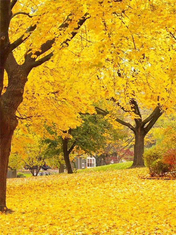 温馨家居,留住秋天-0