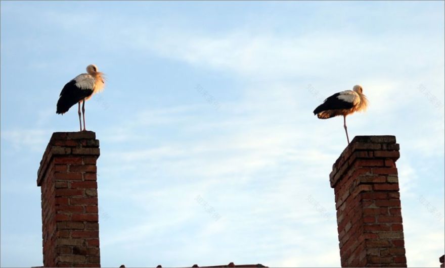 永恒的爱情 | 白鹳玛琳娜与阿克的故事-136