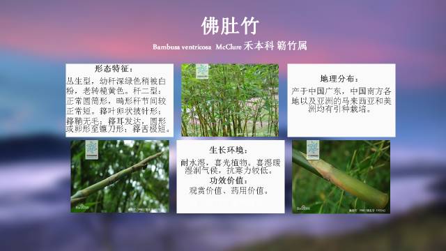 秋凌景观陪伴你学习的第3128天-88