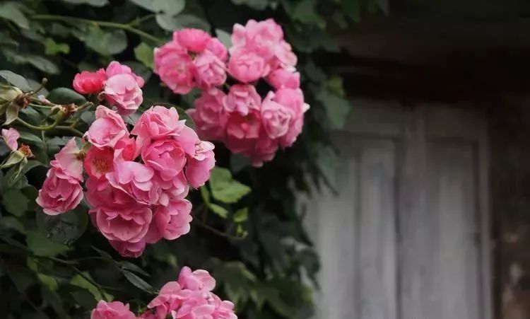 她花了4年，用月季，铁线莲，绣球把农村破败的小院打造成了花海，惊艳了时光-27