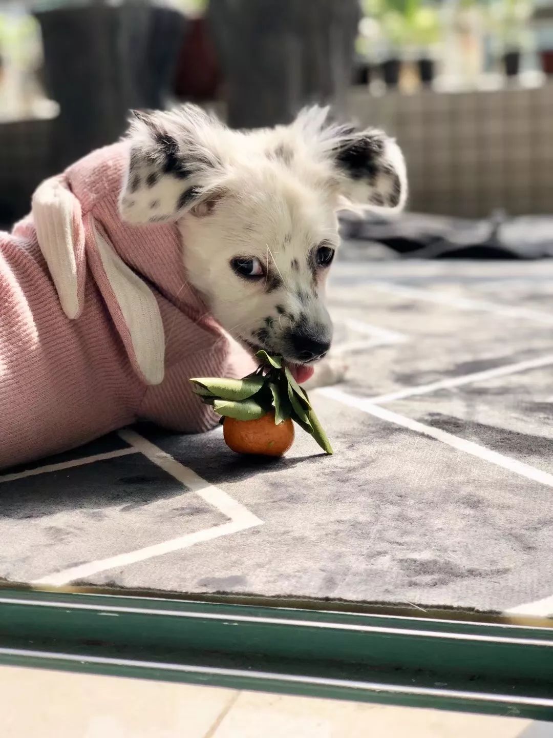 温暖 ENJOY | 从流浪狗到办公室宠儿的感人故事-40