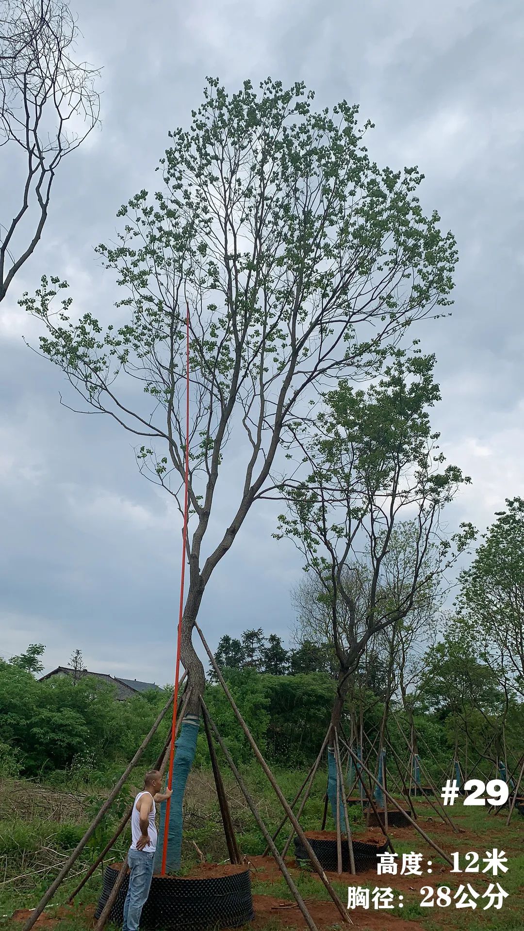 湖南衡阳 148 棵精品乌桕景观设计丨中国衡阳丨看见景观-36