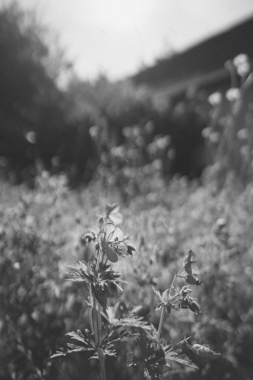 奥地利农舍丨奥地利下奥地利丨Divine English Home and Garden-2