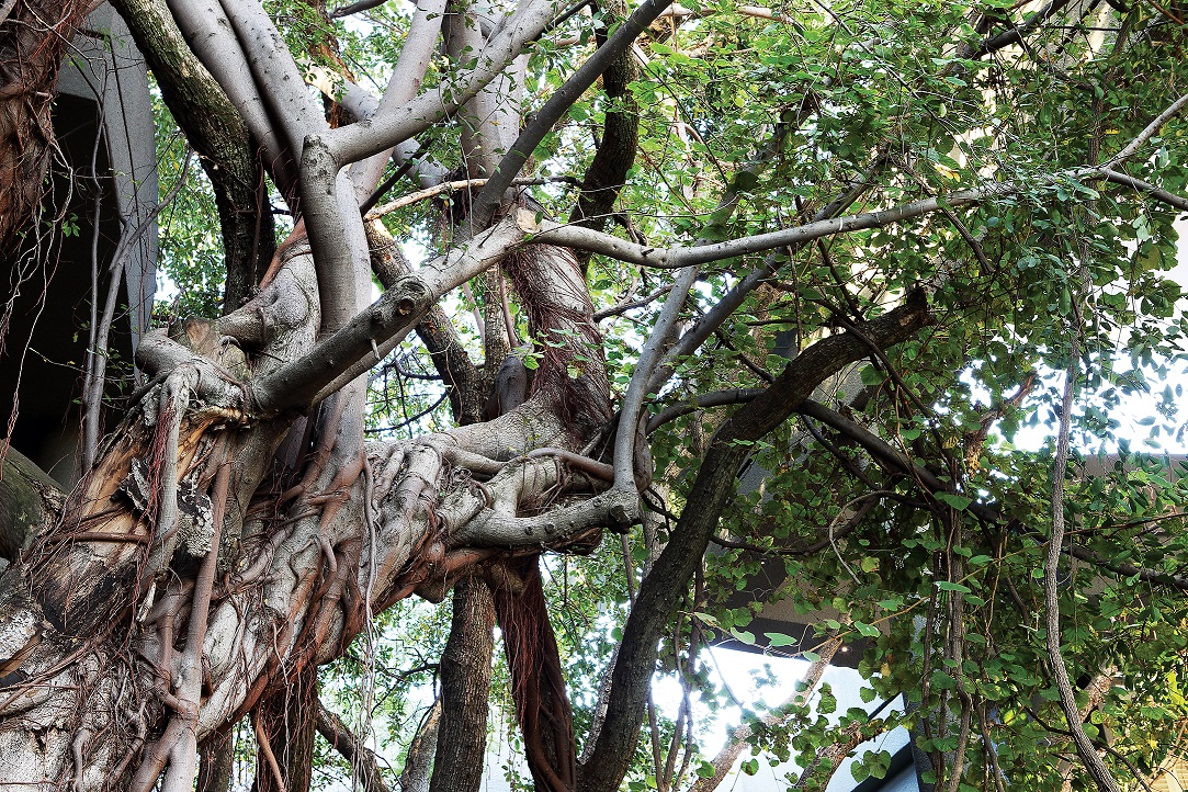 The Saxon Johannesburg 南非约翰尼斯堡Saxon酒店-14