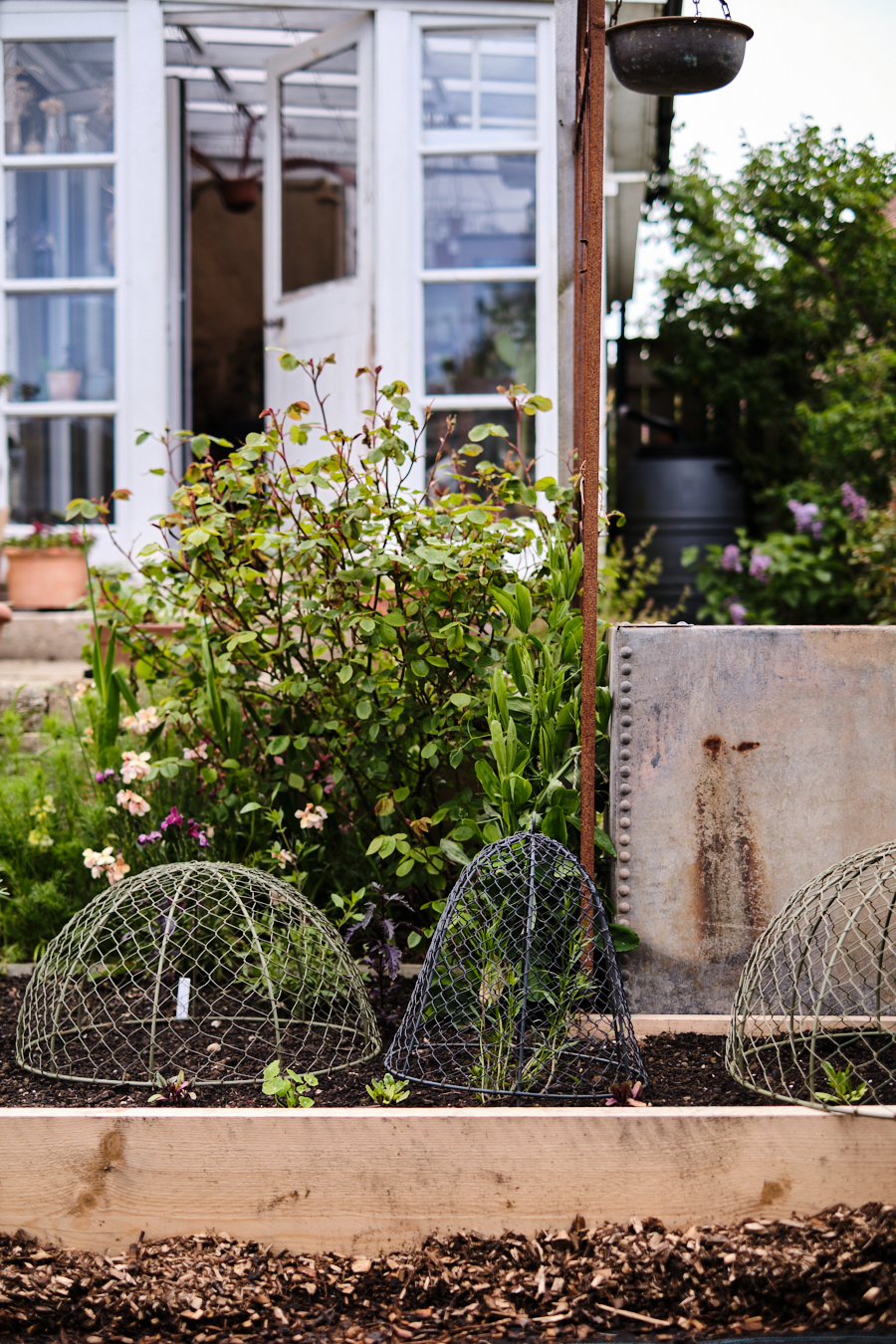 Creating a cottage garden - Lobster and Swan-32