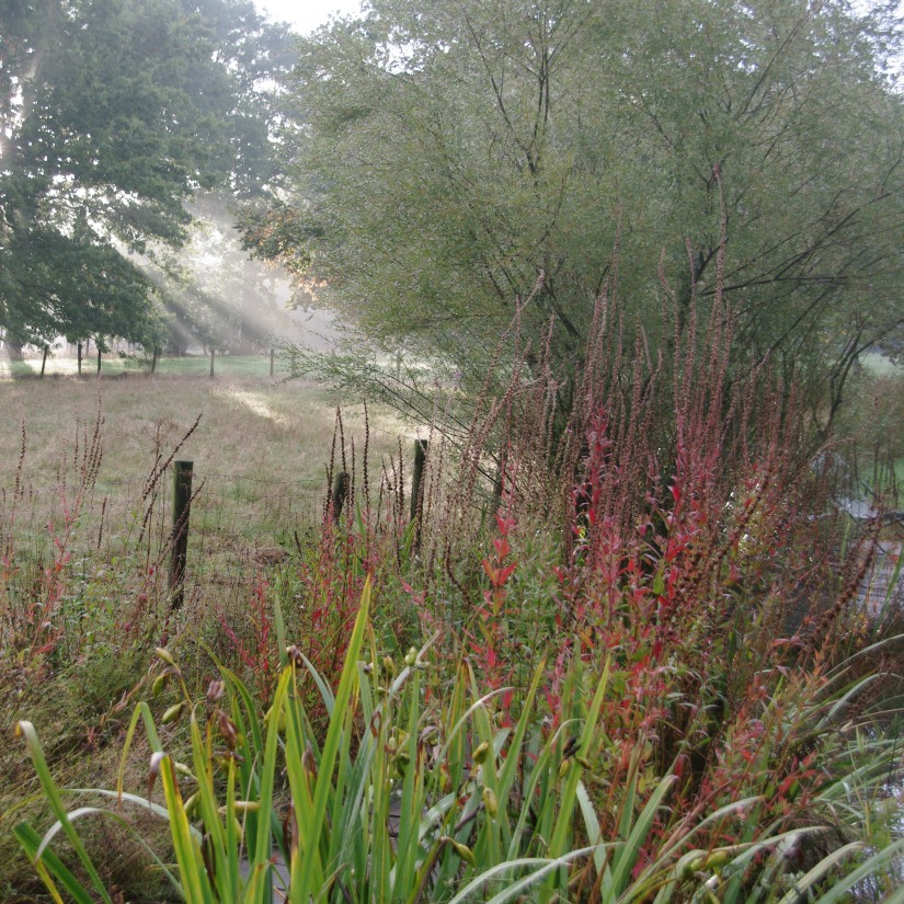 Grassentuin（草坪花园）等相关花园项目丨Chris Ghyselen（景观建筑师）-23