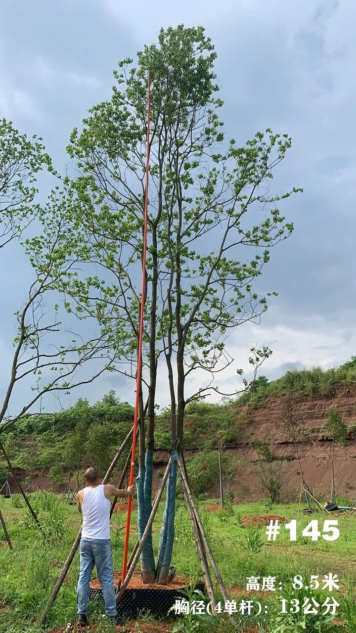 湖南衡阳 148 棵精品乌桕景观设计丨中国衡阳丨看见景观-169