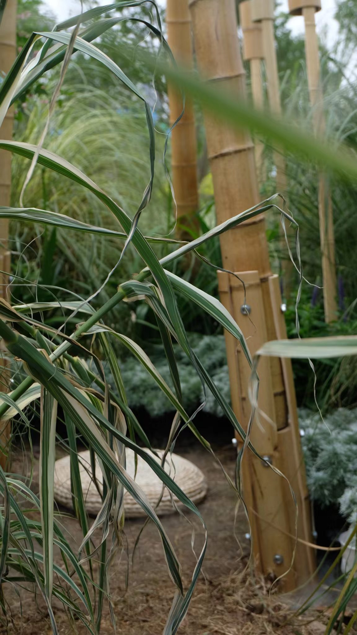 竹林丨中国成都丨Atelier Folie（北林风景建筑研究中心）-18