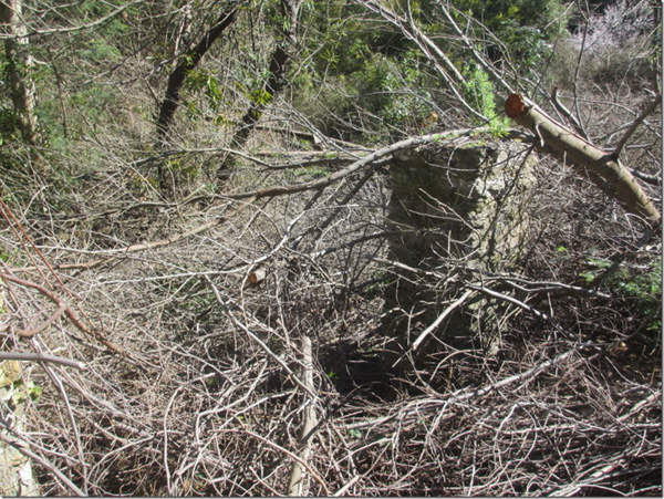 Grabouw地区旧水磨坊-5