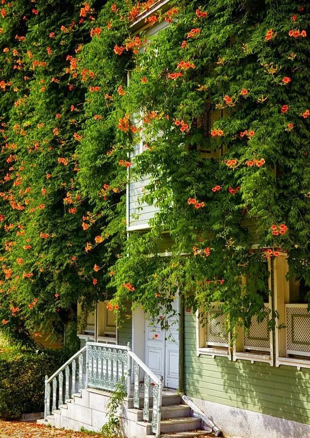 紫葳科瑰宝,凌霄花的魅力与应用-11