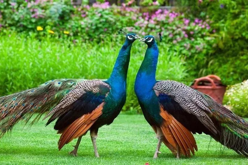 三棵树庄园 | 摄影家的心灵秘境-61