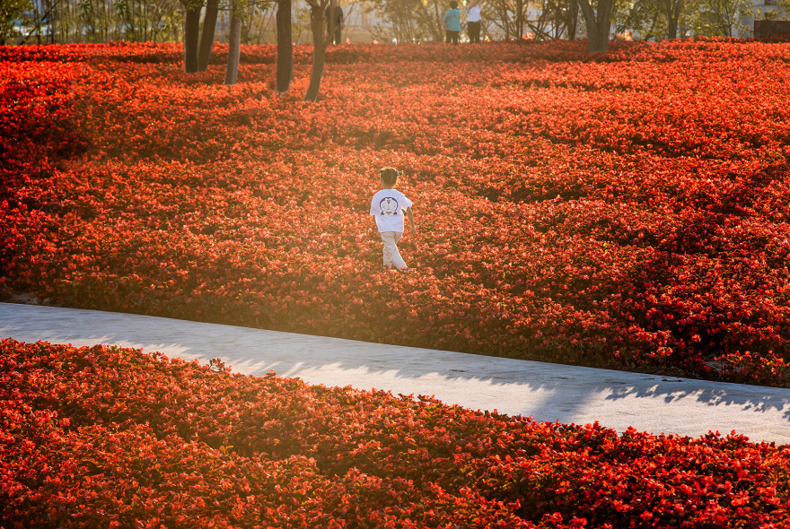 梅河口浪漫花海公园丨中国吉林丨麦田景观-71