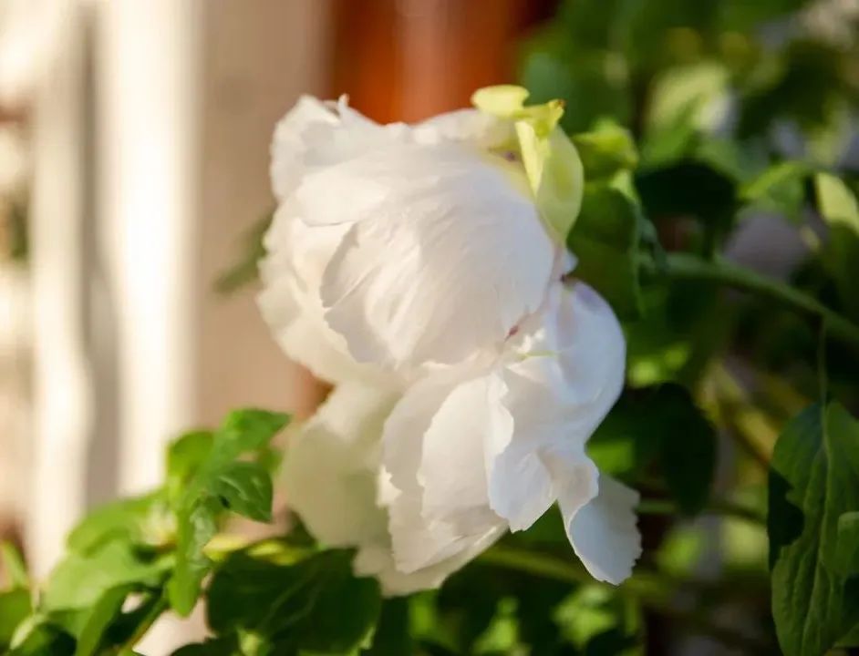 一尺花园｜浦东牡丹园里的老宅咖啡馆-100