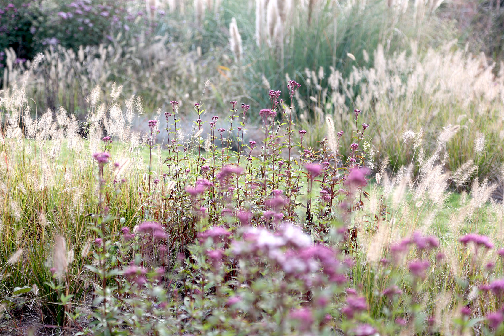 多岛海野草公园丨中国日照丨孔祥伟工作室-140
