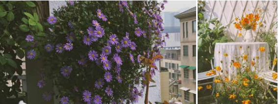 阳台花园改造记丨中国杭州丨哓气婆-33