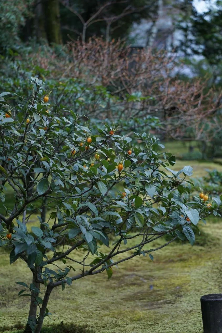 禅意花园里植物的那些事-106
