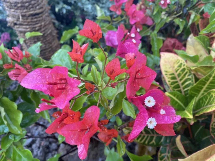 颜值爆表!长宁区有一处街心花园建成开放-25