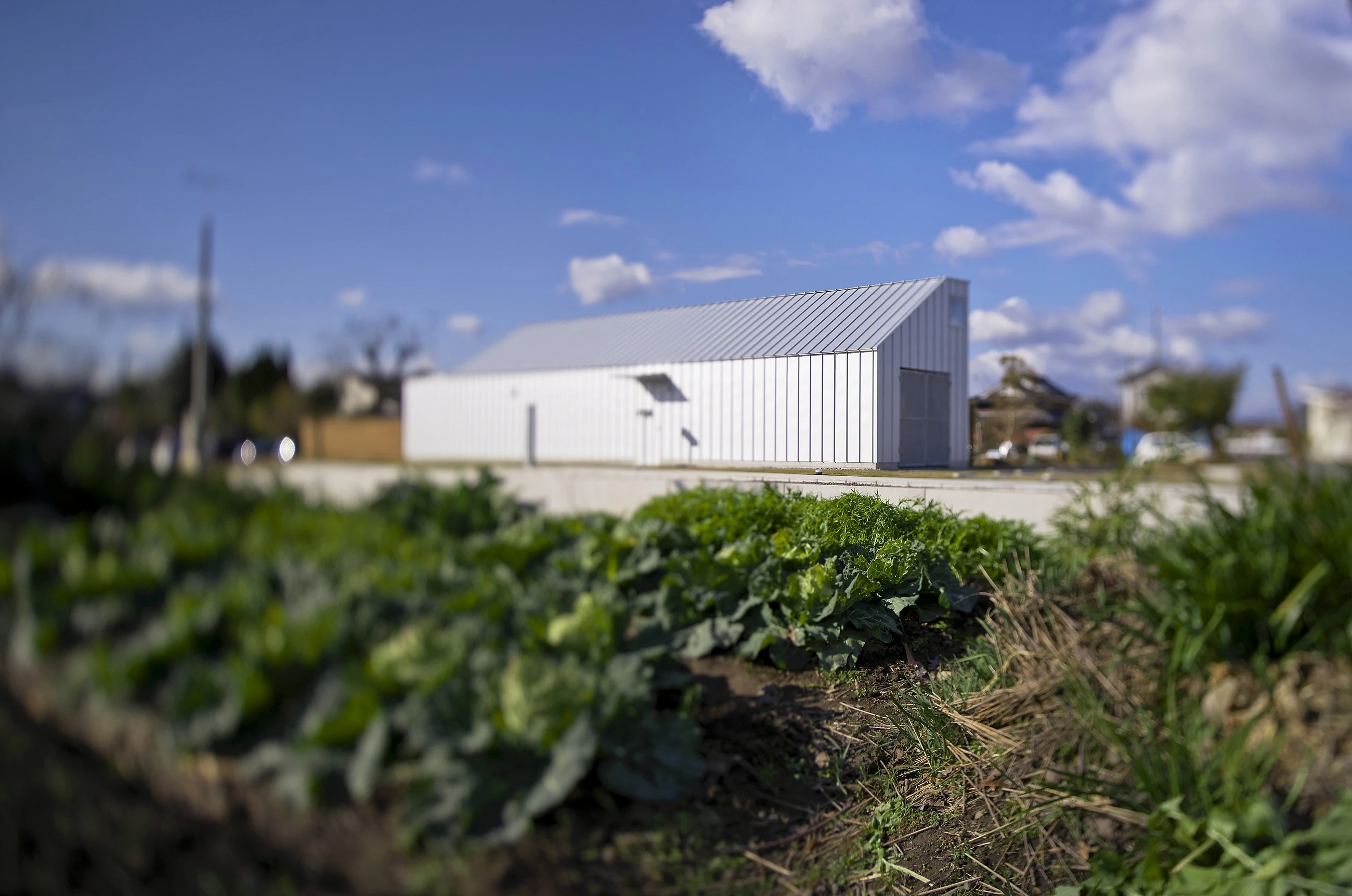 日本稻田中的“狗沙龙”住宅-14