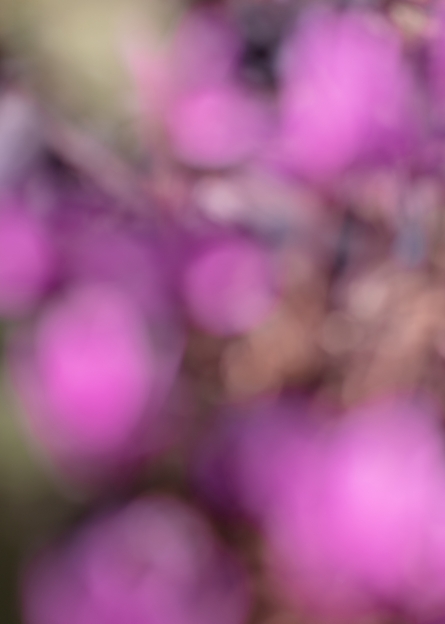 7000 Oaks 与城市生态共生的艺术设计-47