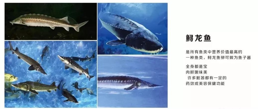 花椒诱惑 砂锅鱼-30