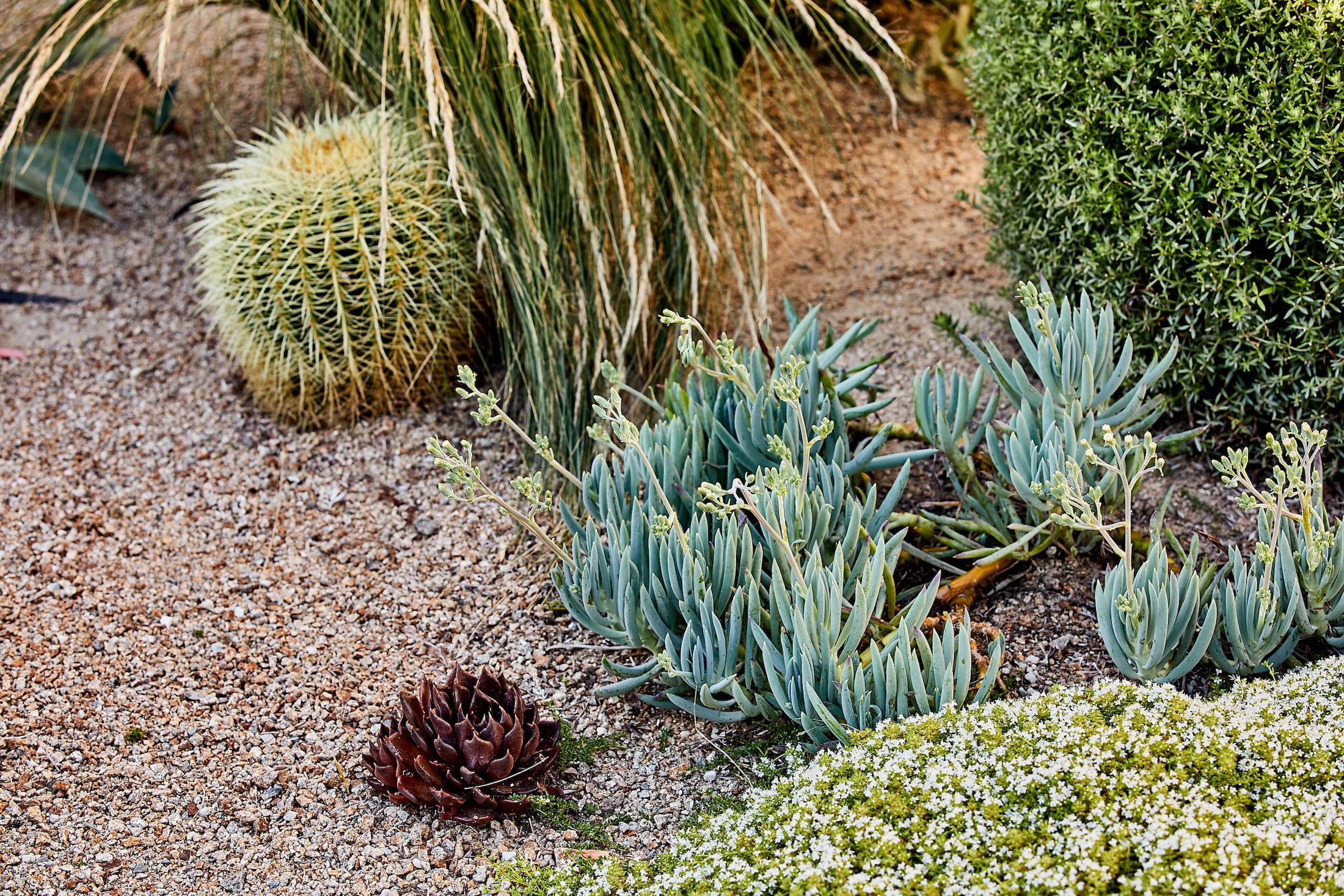 莫宁顿梦境花园-29