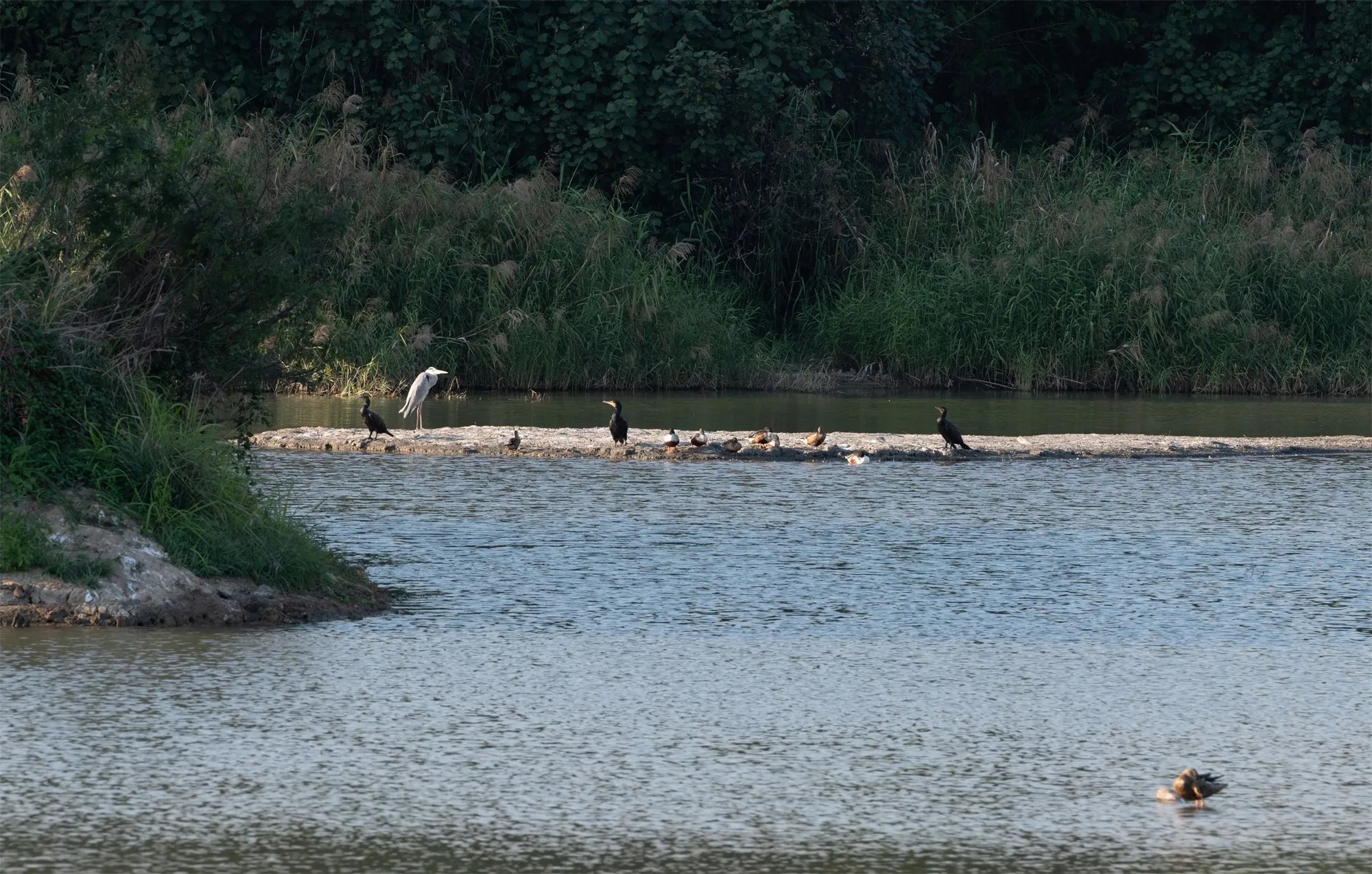 福田红树林国家级自然保护区避风塘,淡水塘,5  11号塘丨中国深圳丨北京一方天地环境景观规划设计咨询有限公司-30