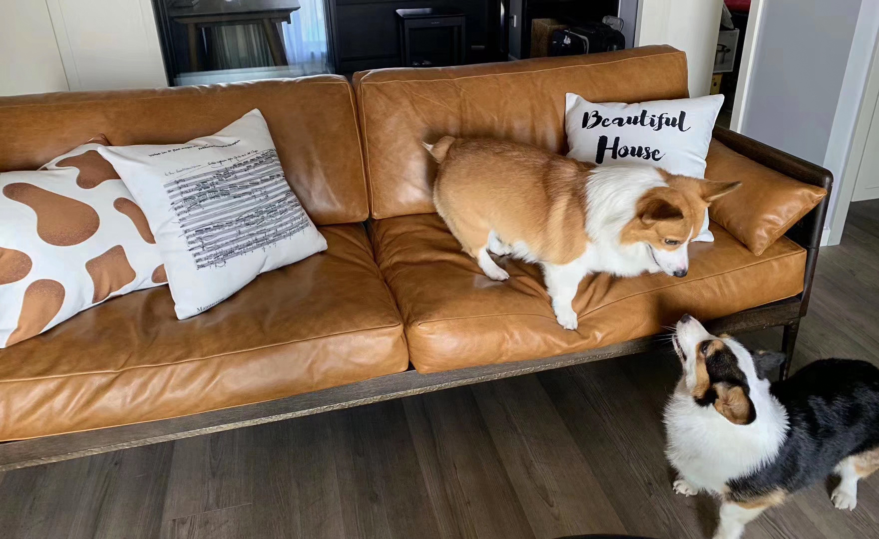 浓意 ｜家有两柯基的蜜意之家-5