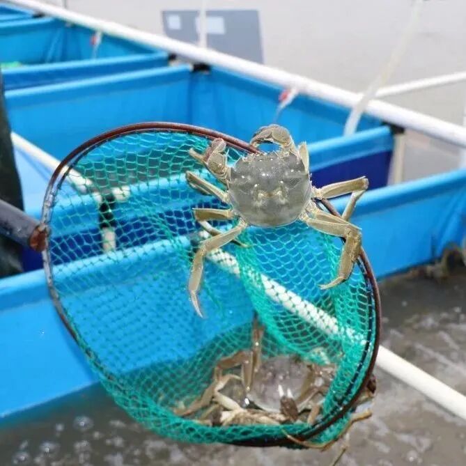 境作|恋“练”春光，“宝藏”踏青地：青浦徐练村，有多好逛？-79